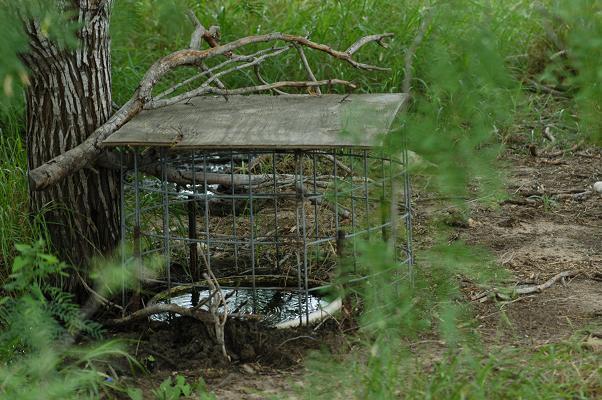 Quail Trap