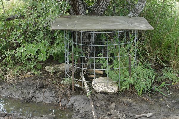 Quail Trap